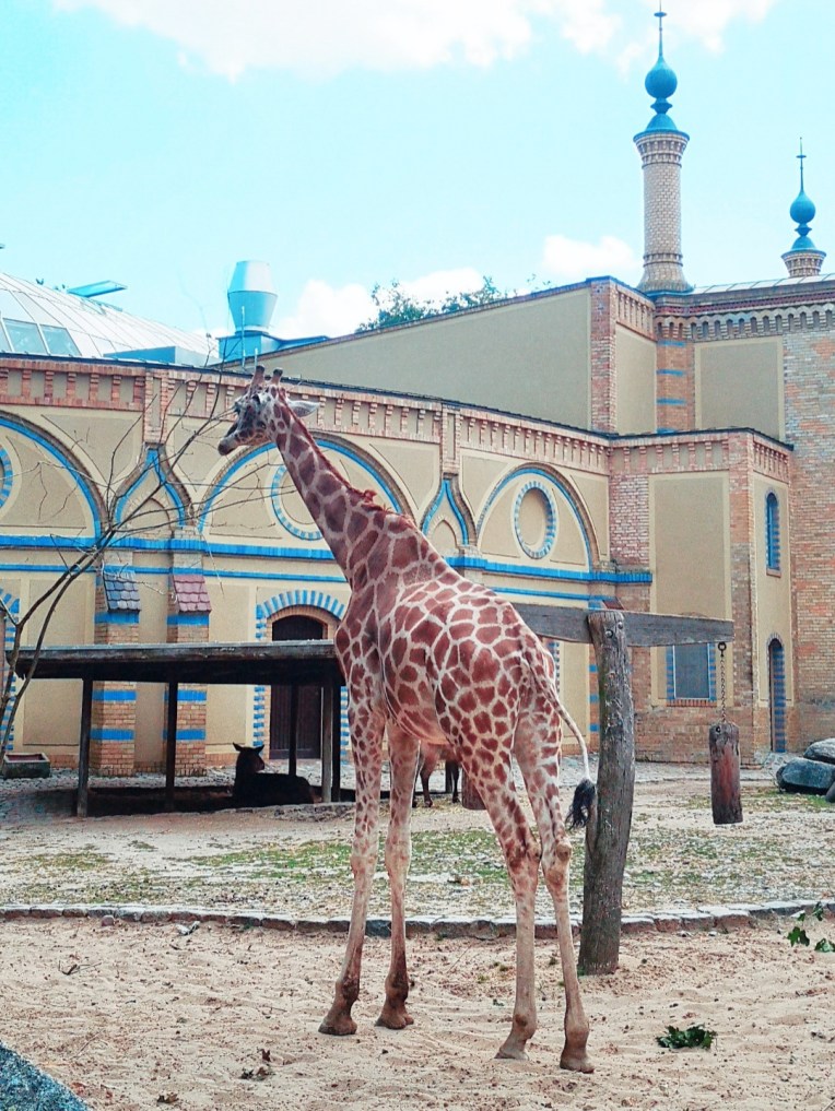 2019-07-18 04.47.01 2.jpg